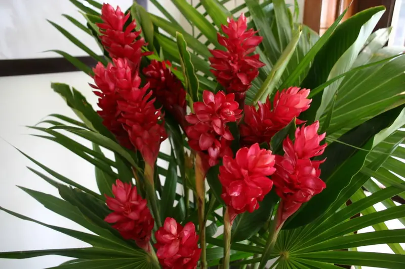 Żywa roślina imbiru czerwonego, korzeń, 1 opakowanie (2 korzenie w opakowaniu)