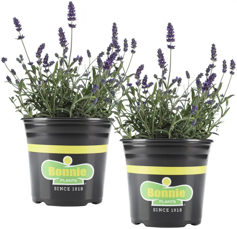 Bonnie Plants Lawenda 700 gramów, opakowanie 2 szt.