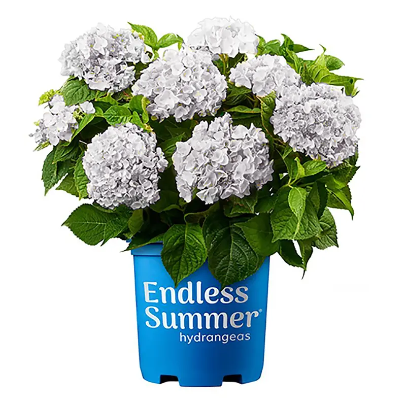 Hortensja Endless Summer Blushing Bride żywy krzew (2 galony)