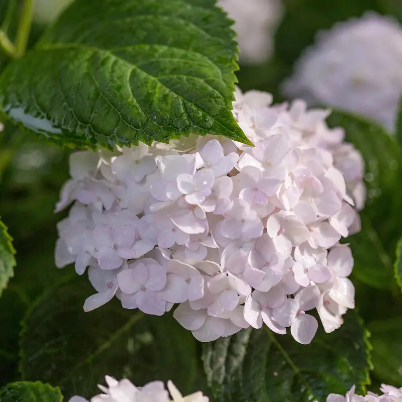Hortensja Endless Summer Blushing Bride żywy krzew (2 galony)